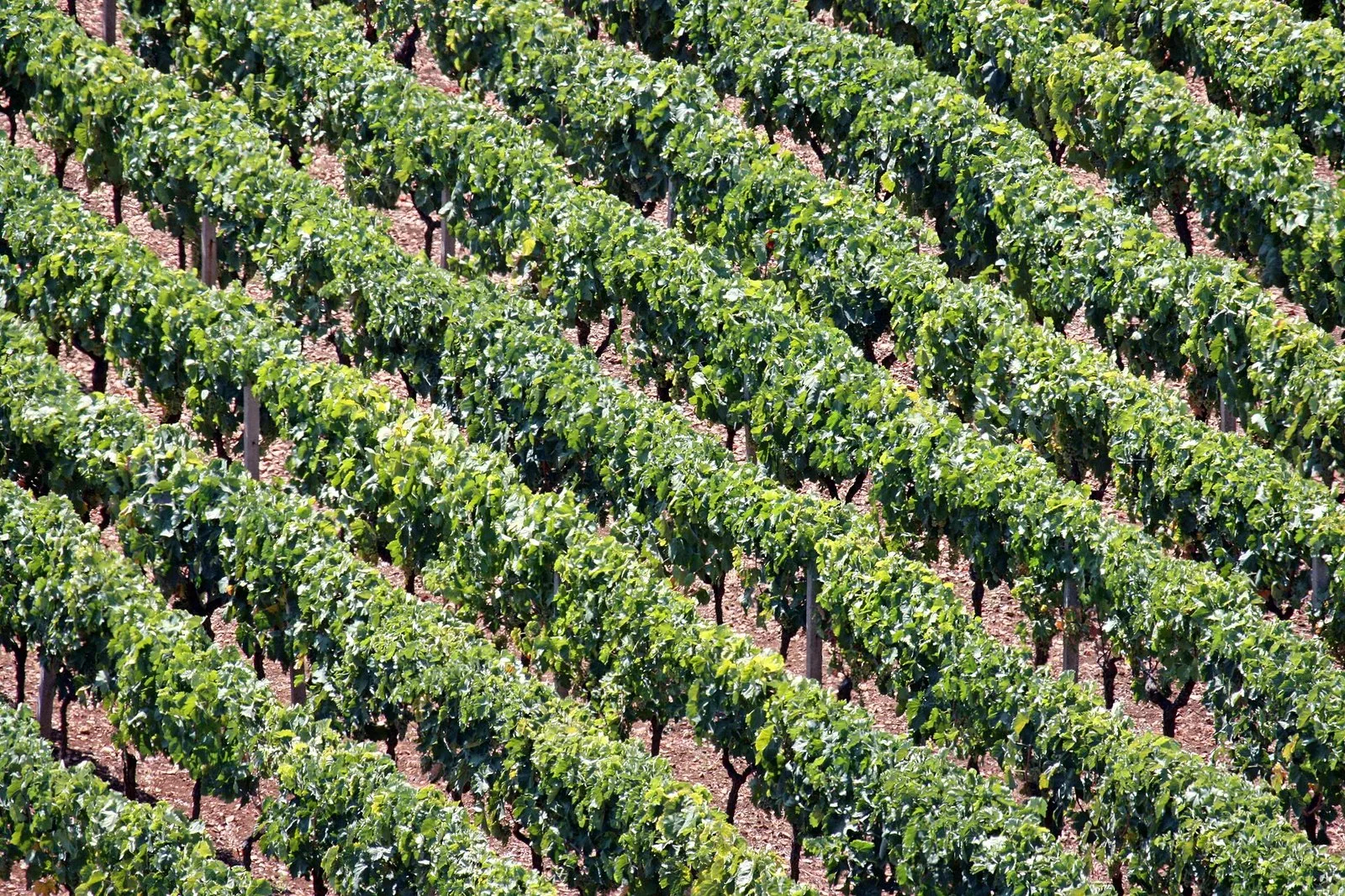 I filari dei vigneti nella campagna di Locorotondo